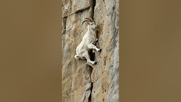 Climbing Master: The Fearless Mountain Goat