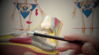 Must See Spinal Expert Reveals WHY your FEET HURT!