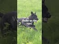 Labrador retriever at work.