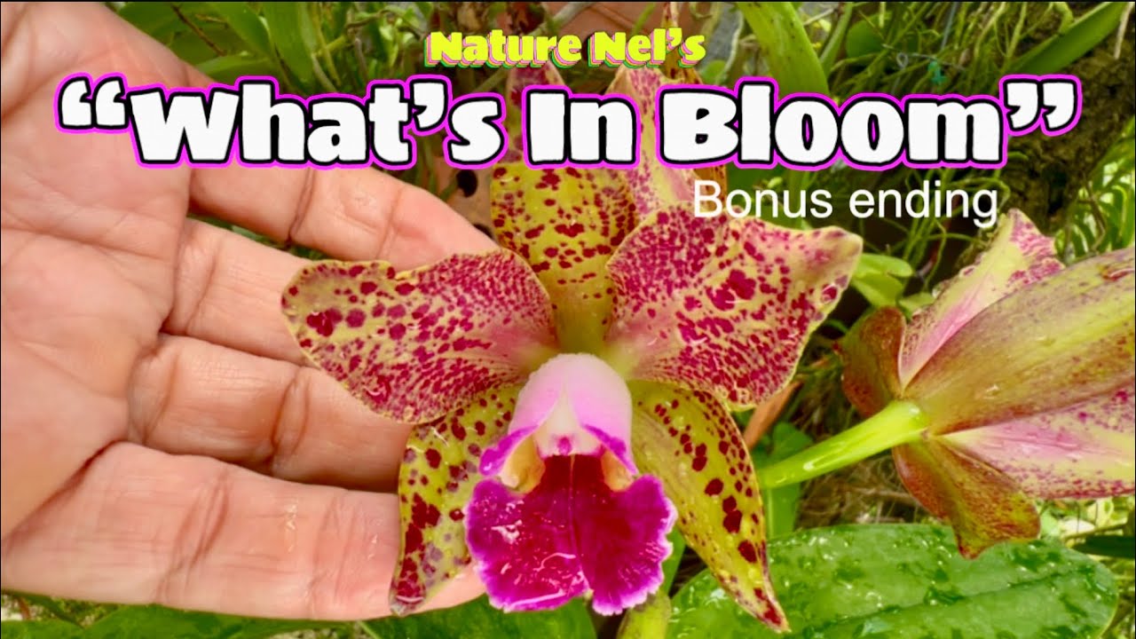 IM BACK! Lots of orchid blooms, Hoya blooms, fish and room update. Bonus ending. Loaded episode.
