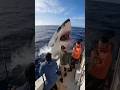 Giant Shark Attacks Boat… Fishermen Struggle to Survive! 거대한 상어가 배를 습격… 생존 싸움! 巨大なサメが船に襲来…漁師たちの生存戦!