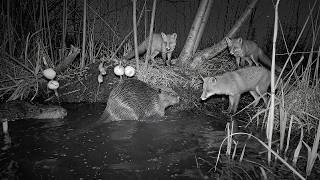 Trail Cam at a Wild River Beaver Lodge… The Night Got Crazy