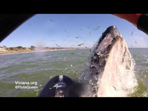 Video Whale Bumps Paddle Boarder Viviana "FluteQueen" Guzman in Half Moon Bay