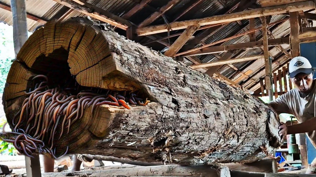 The tense process of sawing old teak logs is full of surprises at the ...