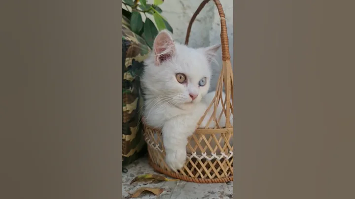 Watch the video about Persian Odd Eyes Kitten #explore #kitten #cat #fyp #shorts #catshorts