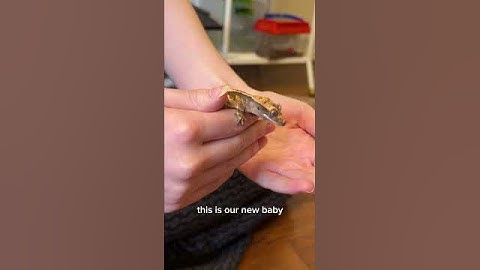 Baby Crested Gecko antics. I now have 3 lizards 🦎🦎🦎 #crestedgecko @TikisGeckos