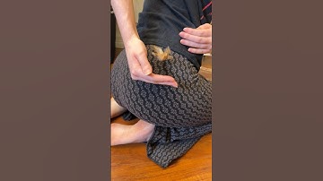 Baby Crested Gecko antics. I now have 3 lizards 🦎🦎🦎 #crestedgecko @TikisGeckos