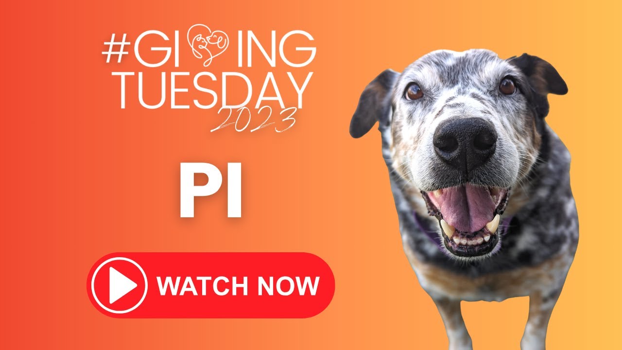 Pi is available for adoption!