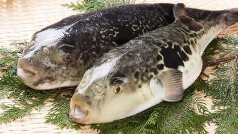 Món Ăn Ngon Nước Ngoài - Cách Người Nhật Nướng Cá Nóc Cực Độc Và chế Biến Trứng Cá Hồi