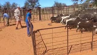 Tiny Yorkie Herds Sheep on Farm