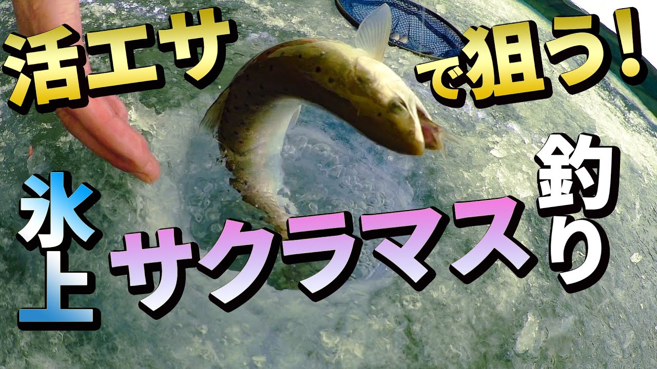 爆釣！氷上サクラマス釣り！北海道糠平湖