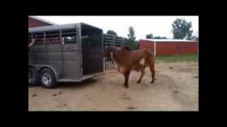 Bhima and Dharma Make Their Way To SASHA Farm Animal Sanctuary