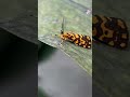 Beautiful butterfly setting in leave