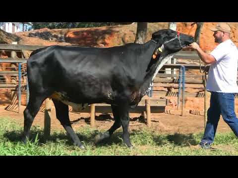 LOTE 14 • LEILÃO GIROLANDO CAIAPÓ • 2727CG