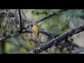 Coffee and Bird Conservation Quiz