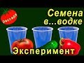 Замачивание семян в водке перед посадкой