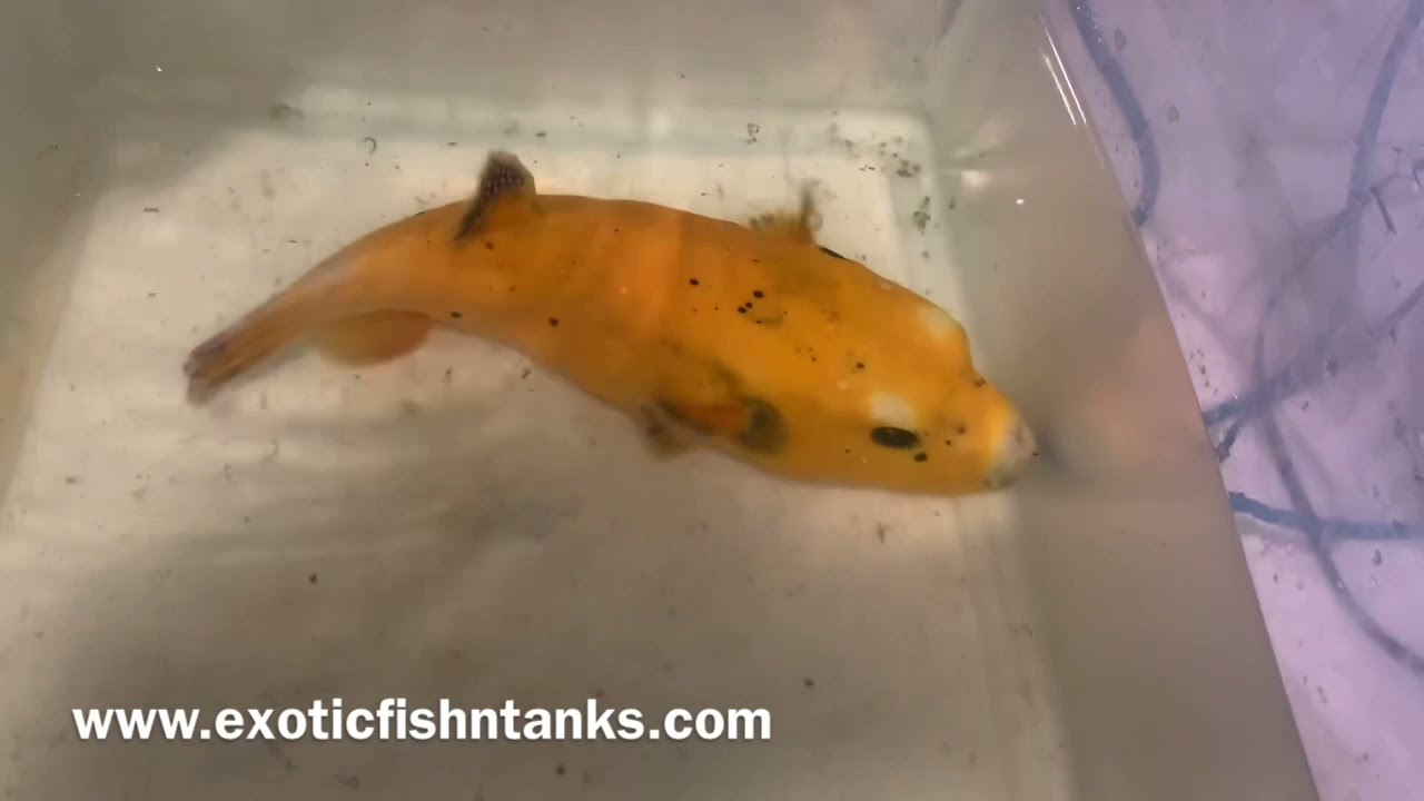 “MONSTER” 11” GORGEOUS GOLDEN PUFFER!
