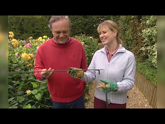 Dahlias éblouissants avant l’été : les secrets des jardiniers enfin révélés
