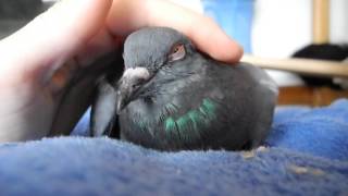 How to pet a pigeon