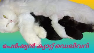 പേർഷ്യൻ ക്യാറ്റ് ഡെലിവറി/Persian cat delivery by Ponnu & Friends 772 views 1 year ago 6 minutes, 40 seconds