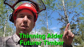 Thinning Alder For Future Timber Harvest