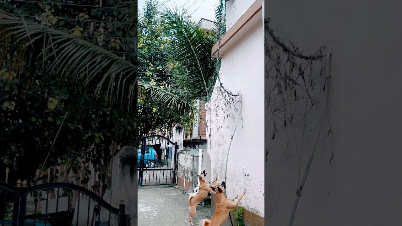 ##dog love dog owner