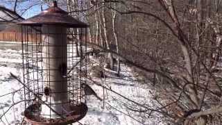 Black-capped Chickadees at the bird feeder and a red squirrel waiting for her turn to eat. Черношапочные гаички у кормушки с 