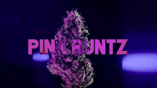 Bishop Bear - Pink Runtz (Produced by YOUNGDZA)