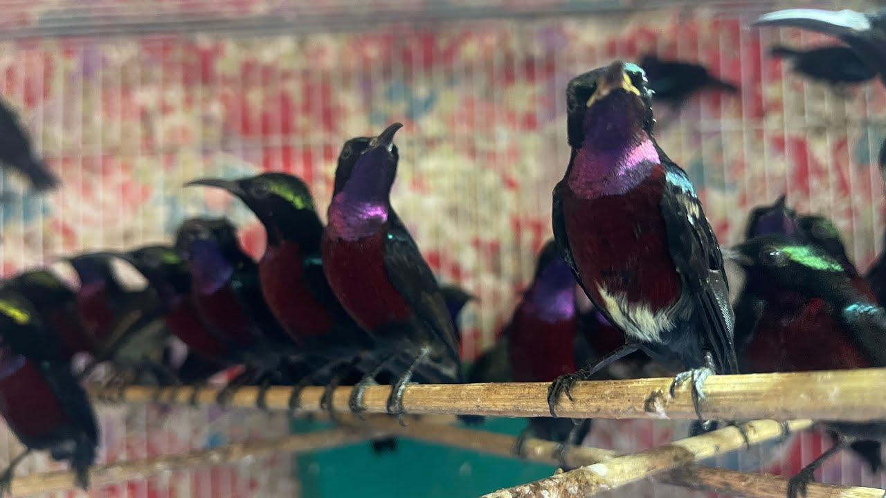 5/3 e cập bến chào mào cao bằng,choè lửa gia lai ae lh 0328567427