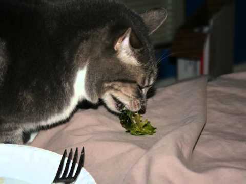 Topic des chats - Page 19 Hqdefault