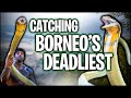 KING COBRA ENCOUNTER IN BORNEO | CATCHING THE WORLD'S LARGEST VENOMOUS SNAKE | THE REAL TARZANN