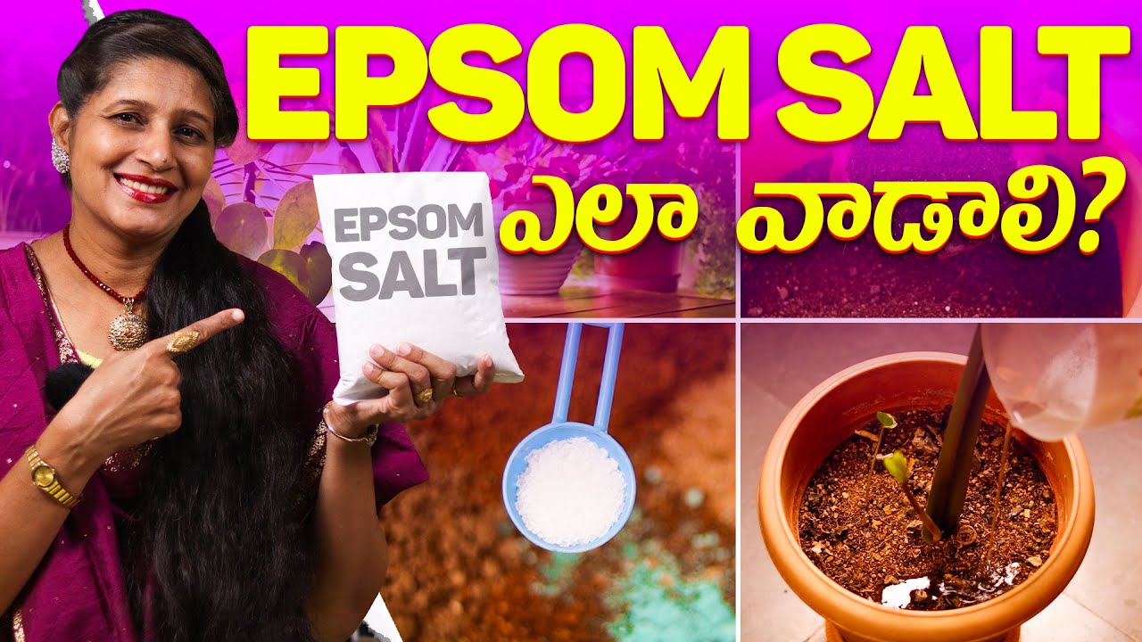 🔴 How to Use Epsom Salt for Plants 🌿 | Full Guide for Epsom Salt With Benefits