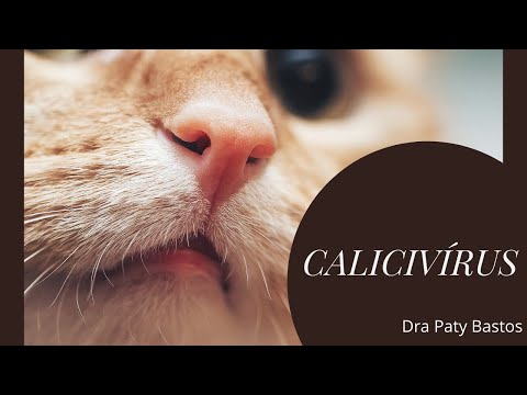 Vídeo: O calicivírus matará meu gato?