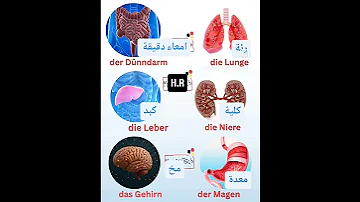 كلمات هامة جدا جدا في الحياة اليومية باللغة الألمانية Deutschland Deutschkurs تعلم 