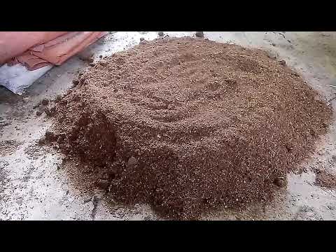 Cara Membuat Bibit F2 Jamur Tiram