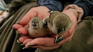 Day 26 - Baby zebra finches babbling