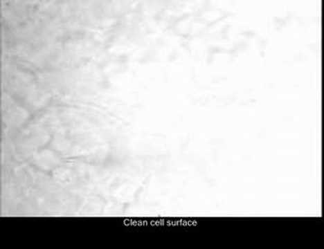 patch clamp - isolated retina - Miller Lab