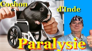 Paralysie du Cochon d'Inde