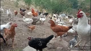 EV QUSLARINIZDA BIT VE GENE VARSA BU QEDIM USULDAN ISTIFADE EDIN ❗