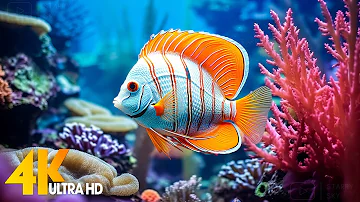 Aquarium 4K VIDEO (ULTRA HD) 🐠 Beautiful Coral Reef Fish - Relaxing Sleep Meditation Music #90