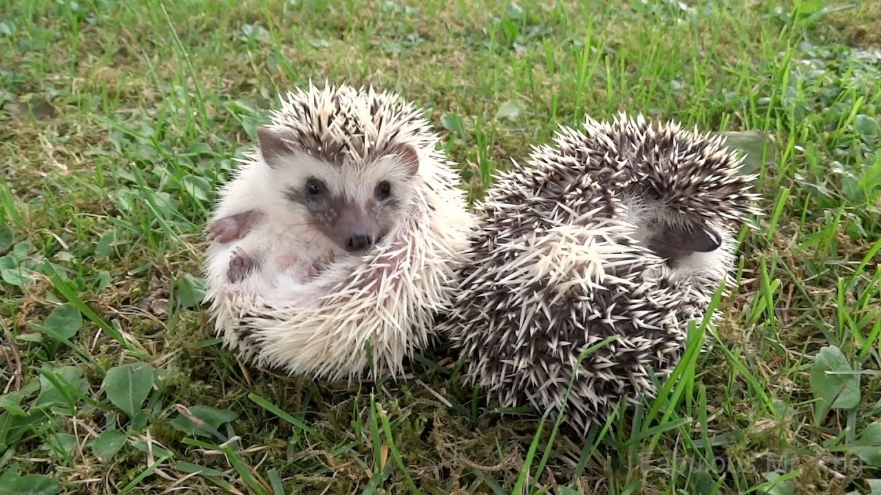 Baby Hedgehogs Making Their First Steps in the Back Yard YouTube