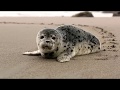 Baby Seal - FREE Stock Footage