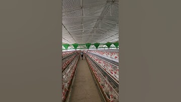 Power ! 3000 kg feed trolley | layer poultry farm me feed kaise dete hai #shorts #layerpoultryfarm