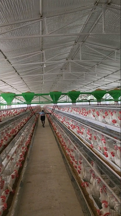 Power ! 3000 kg feed trolley | layer poultry farm me feed kaise dete hai #shorts #layerpoultryfarm