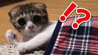 海外ドラマに夢中の子猫【スコティッシュフォールド】
