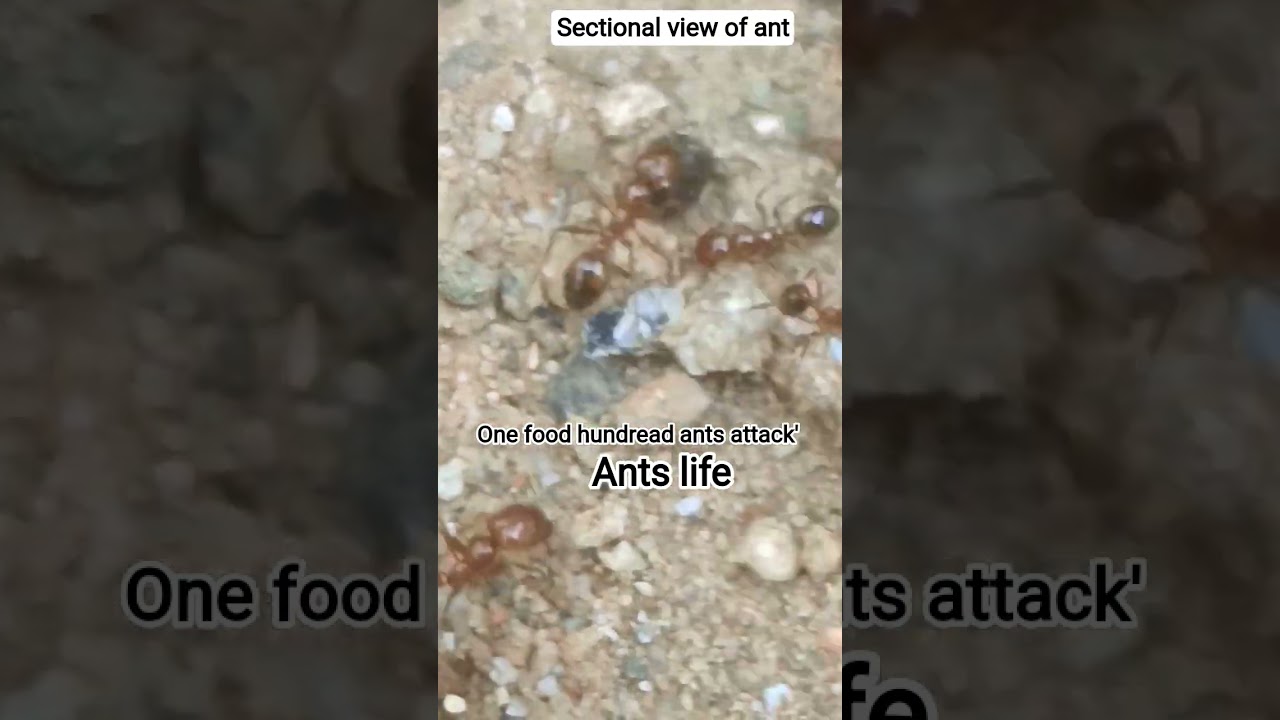 Life ants