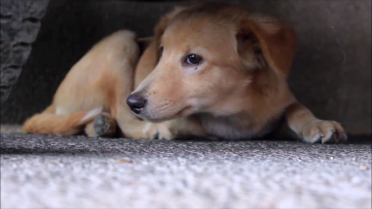 Dog Eaters - YouTube