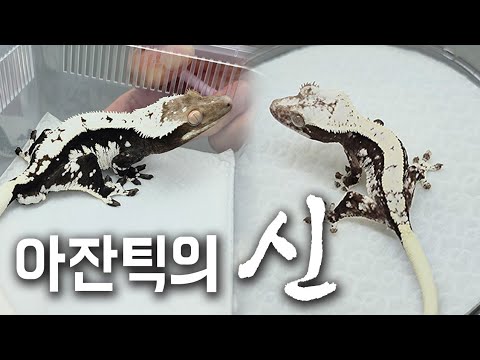 I met the god of Korean Axanthic crested geckos. You have to be crazy about crested geckos to mak...
