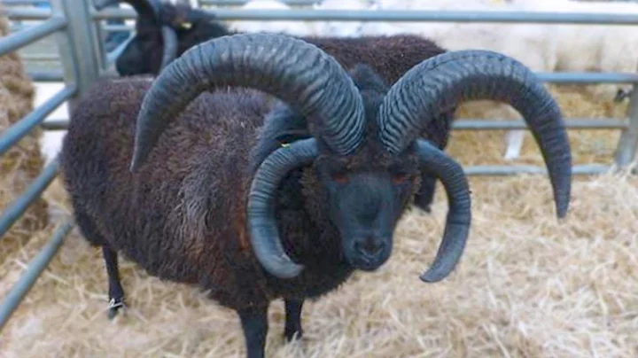 15 Sheep You Won't Believe Actually Exist - DayDayNews