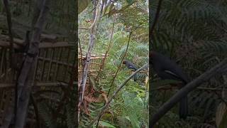 Padahal Kawannya Sudah Masuk Malah Di Tenggerin vidioshort kicaumania nature burung birdsong